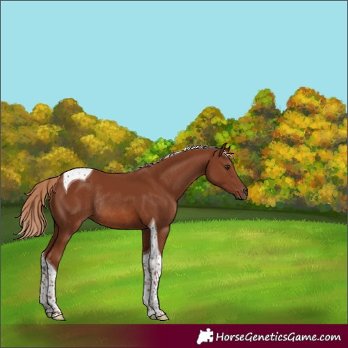 Horse Color:Chestnut Tobiano Rabicano 