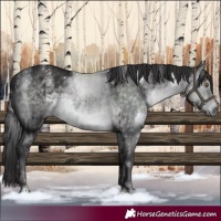 Horse Color:Powder White Platinum White Spotted Buckskin Dun Rabicano Brindle