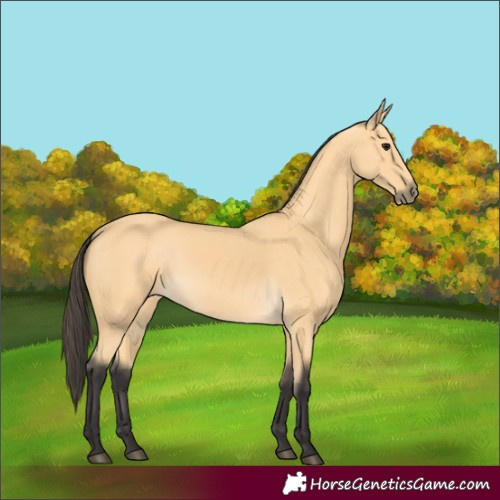 Horse Color:Buckskin 