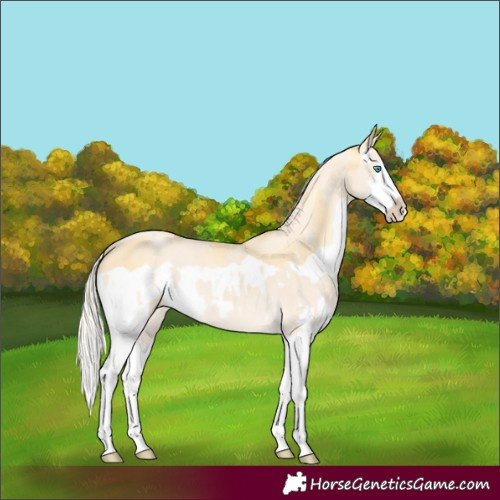 Horse Color:Cremello Splash  and Palomino Pearl Splash 