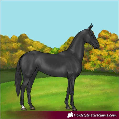 Horse Color:Black 