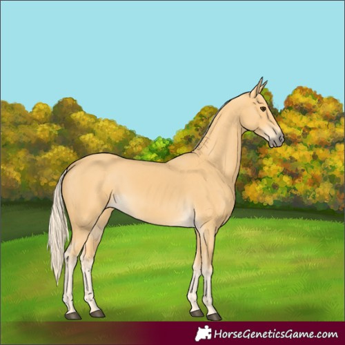 Horse Color:Palomino 