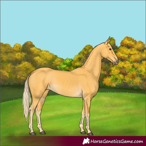 Horse Color:Palomino