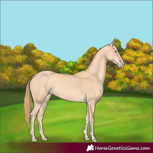 Horse Color:Gold Champagne