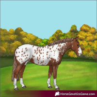 Horse Color:Chestnut Near Leopard 