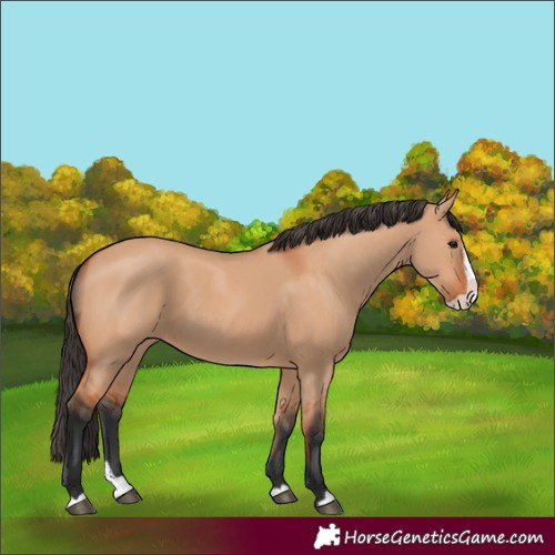 Horse Color:Bay Dun Splash 