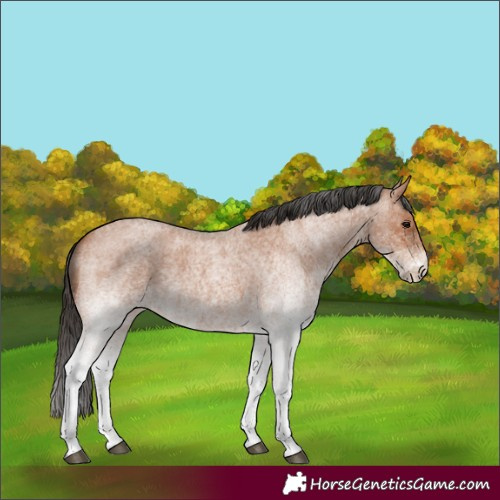 Horse Color:White Spotted Bay Roan