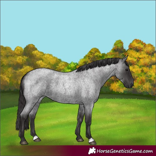 Horse Color:Smoky Blue Roan