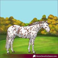 Horse Color:Chestnut Appaloosa 