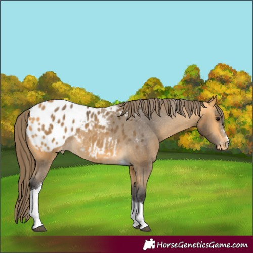 Horse Color:Buckskin Tobiano Blanket 