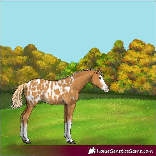 Horse Color:Palomino Splash Appaloosa Rabicano 