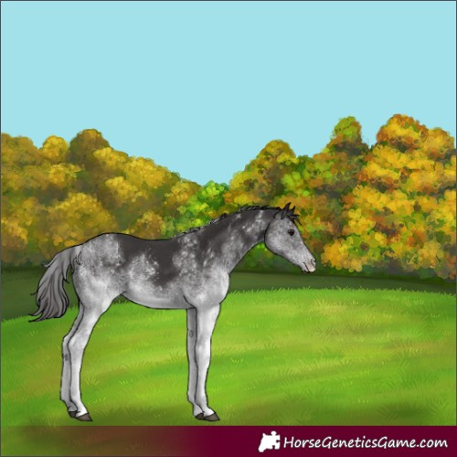 Horse Color:White Spotted Smoky Black Tobiano 