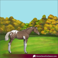 Horse Color:Silver Smoky Black Tobiano Appaloosa 