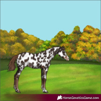 Horse Color:Liver Chestnut Appaloosa Rabicano 