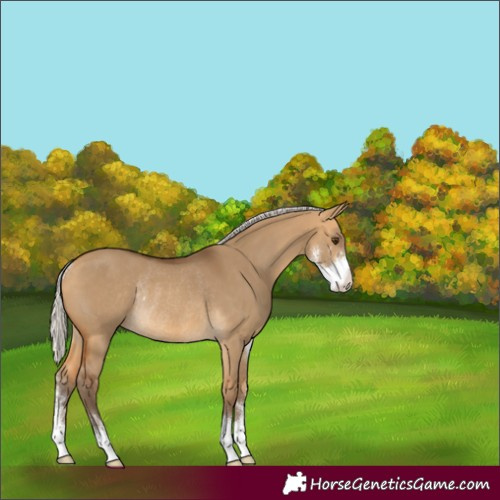 Horse Color:Silver Buckskin Dun Sabino Rabicano 