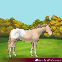 Horse Color:Gold Champagne Appaloosa