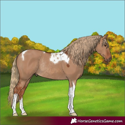 Horse Color:Red Dun Tobiano Rabicano 