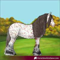 Horse Color:Bay Appaloosa 