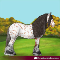 Horse Color:Bay Appaloosa 