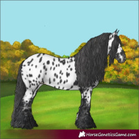 Horse Color:Black Appaloosa 