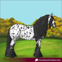Horse Color:Black Appaloosa 