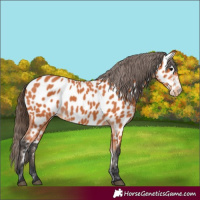 Horse Color:Bay Appaloosa 