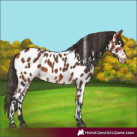 Horse Color:Bay Appaloosa 