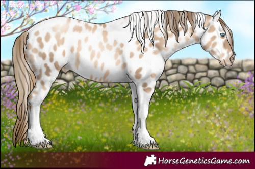Horse Color:Gold Champagne Pearl Tobiano Appaloosa 