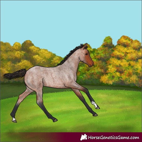 Horse Color:Bay Roan Rabicano 