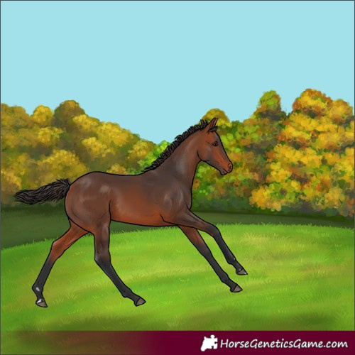 Horse Color:Bay Rabicano 