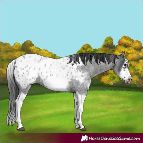 Horse Color:White Spotted Blue Roan Splash Frame Near Leopard 