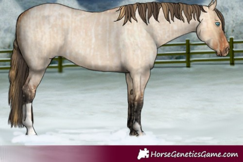 Horse Color:Buckskin Roan Pearl Dun  and Bay Roan Dun 