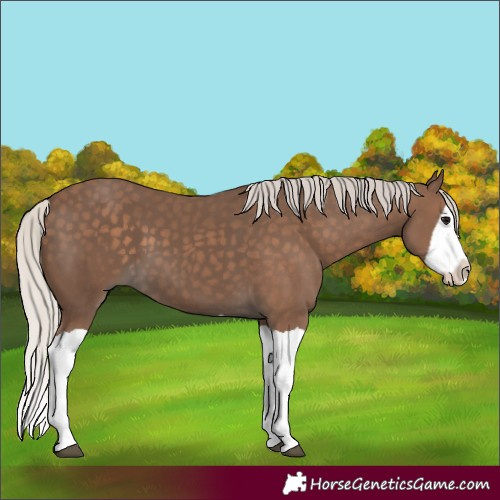 Horse Color:Silver Black Splash 