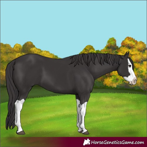 Horse Color:Smoky Black  and Smoky Black Splash 
