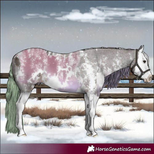 Horse Color:Powder White White Spotted Buckskin Dun Splash and Liver Chestnut Sabino Splash Blanket
