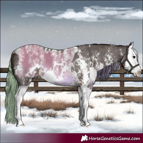 Horse Color:Powder White White Spotted Buckskin Dun Splash  and Liver Chestnut Sabino Splash Appaloosa 