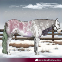 Horse Color:Powder White White Spotted Buckskin Dun Splash  and Liver Chestnut Sabino Splash Blanket 