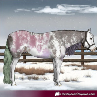 Horse Color:Powder White White Spotted Buckskin Dun Splash and Liver Chestnut Sabino Splash Appaloosa