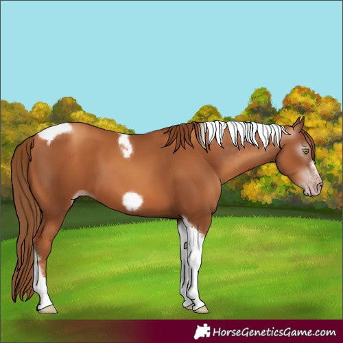 Horse Color:Gray Gold Champagne Tobiano Frame 
