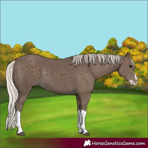 Horse Color:Silver Black Splash 