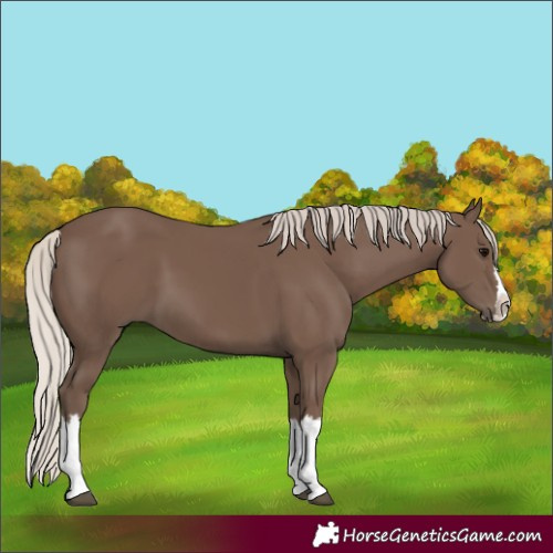 Horse Color:Silver Black Splash 