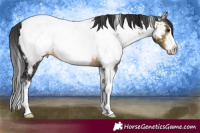 Horse Color:White Spotted Buckskin Appaloosa