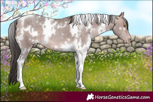 Horse Color:Platinum White Spotted Amber Champagne Tobiano 