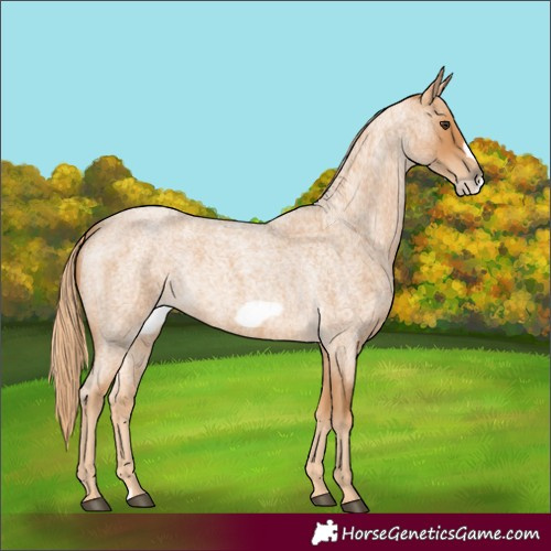 Horse Color:Red Roan Frame