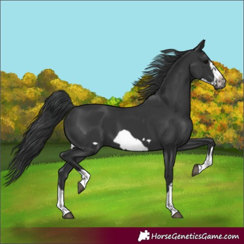 Horse Color:Black Frame 