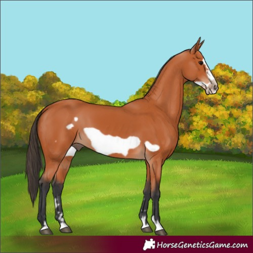 Horse Color:Bay Frame