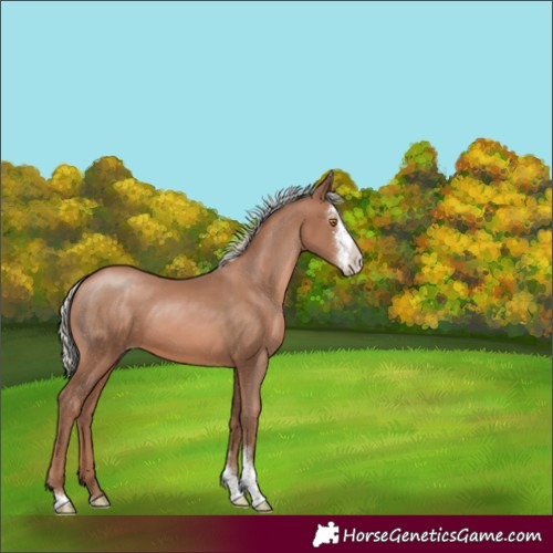Horse Color:Silver Black Pearl Sabino 