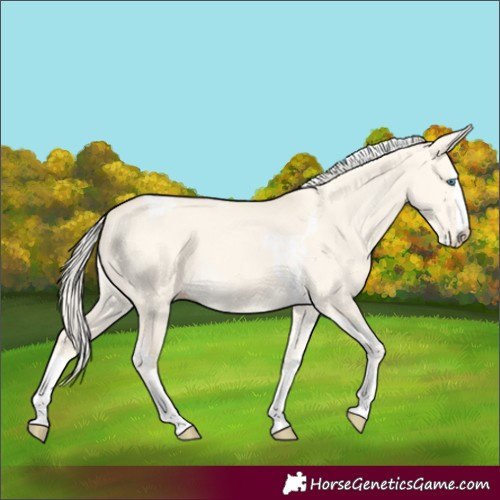 Horse Color:Cremello Dun Splash  and Cremello Dun Splash Tobiano 