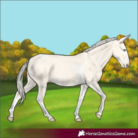 Horse Color:Cremello Dun Splash  and Cremello Dun Splash Tobiano 