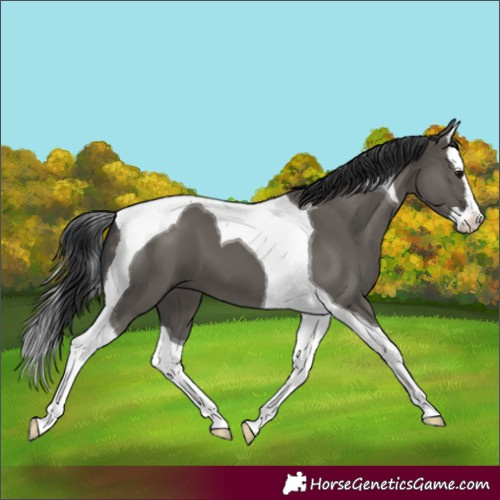 Horse Color:Grullo Splash Tobiano 